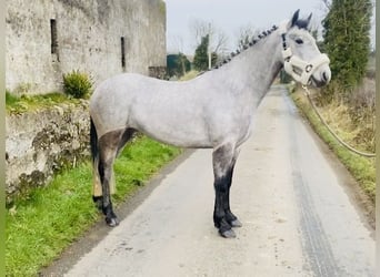 Connemara, Jument, 4 Ans, 147 cm, Gris