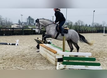 Connemara, Jument, 4 Ans, 147 cm, Gris