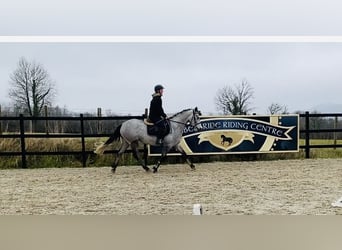 Connemara, Jument, 4 Ans, 147 cm, Gris