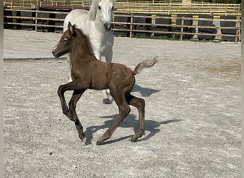 Connemara, Jument, 4 Ans, 147 cm, Gris