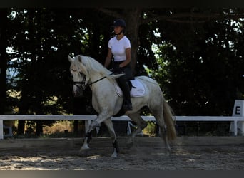 Connemara, Jument, 4 Ans, 147 cm, Gris