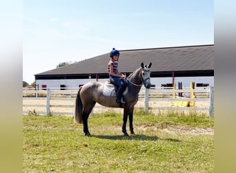 Connemara, Jument, 4 Ans, 147 cm, Gris noir