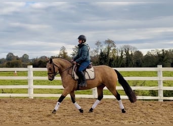 Connemara, Jument, 4 Ans, 147 cm, Isabelle