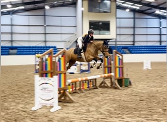Connemara, Jument, 4 Ans, 147 cm, Isabelle