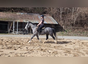 Connemara Croisé, Jument, 4 Ans, 147 cm, Rouan bleu