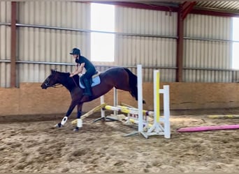 Connemara, Jument, 4 Ans, 148 cm, Bai