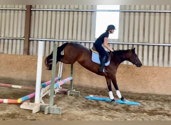 Connemara, Jument, 4 Ans, 148 cm, Bai