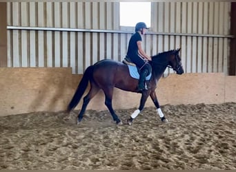 Connemara, Jument, 4 Ans, 148 cm, Bai