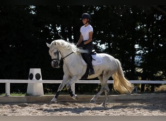 Connemara, Jument, 4 Ans, 148 cm