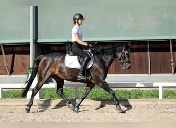 Connemara, Jument, 4 Ans, 148 cm