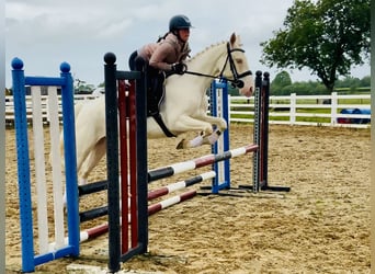 Connemara, Jument, 4 Ans, 148 cm, Cremello