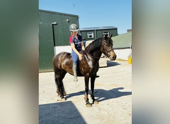 Connemara, Jument, 4 Ans, 148 cm, Isabelle