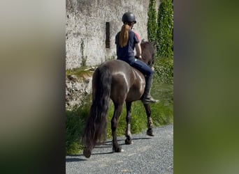 Connemara, Jument, 4 Ans, 148 cm, Isabelle