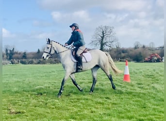 Connemara, Jument, 4 Ans, 150 cm, Gris