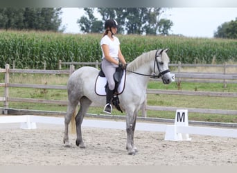 Connemara, Jument, 4 Ans, 150 cm, Rouan bleu