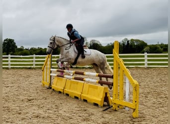 Connemara, Jument, 4 Ans, 151 cm, Gris