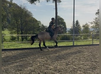 Connemara, Jument, 4 Ans, 151 cm, Isabelle