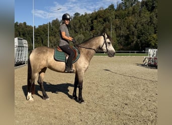 Connemara, Jument, 4 Ans, 151 cm, Isabelle