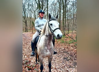 Connemara, Jument, 4 Ans, 152 cm, Gris noir