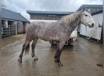 Connemara, Jument, 4 Ans, 152 cm, Gris noir