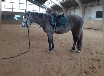 Connemara, Jument, 4 Ans, 152 cm, Gris pommelé