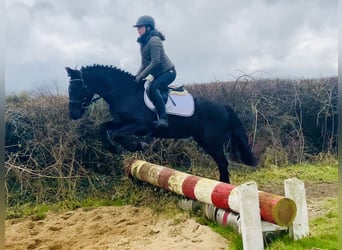 Connemara, Jument, 4 Ans, 152 cm, Noir