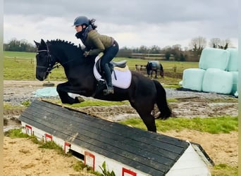 Connemara, Jument, 4 Ans, 152 cm, Noir