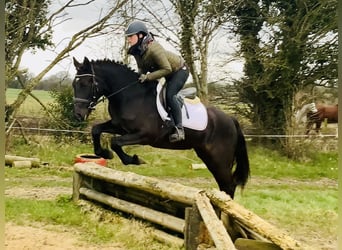 Connemara, Jument, 4 Ans, 152 cm, Noir