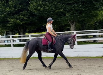 Connemara, Jument, 4 Ans, 153 cm, Gris