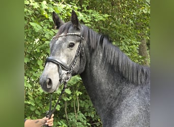 Connemara, Jument, 4 Ans, 153 cm, Gris noir