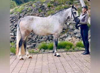 Connemara, Jument, 4 Ans, 154 cm, Gris (bai-dun)