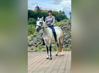 Connemara, Jument, 4 Ans, 154 cm, Gris (bai-dun)