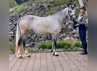 Connemara, Jument, 4 Ans, 154 cm, Gris (bai-dun)