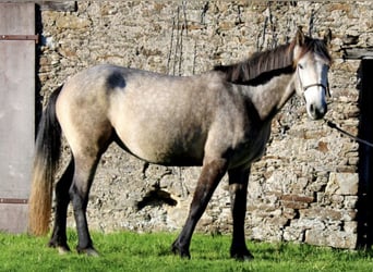 Connemara, Jument, 4 Ans, 154 cm, Gris