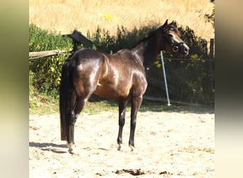 Connemara, Jument, 4 Ans, 155 cm, Gris (bai-dun)