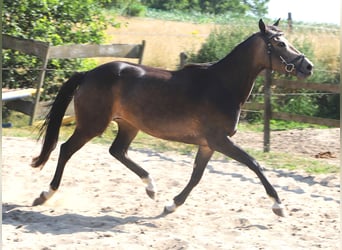 Connemara, Jument, 4 Ans, 155 cm, Gris (bai-dun)