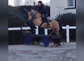 Connemara, Jument, 4 Ans, 155 cm, Isabelle
