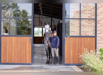 Connemara, Jument, 4 Ans, 156 cm, Peut devenir gris
