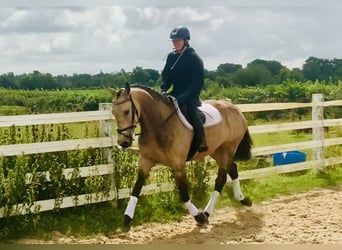 Connemara Croisé, Jument, 4 Ans, 160 cm, Isabelle