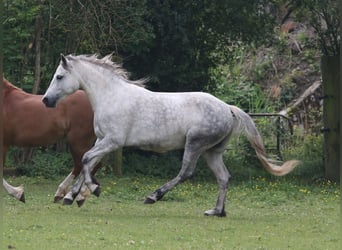 Connemara, Jument, 5 Ans, 142 cm, Gris