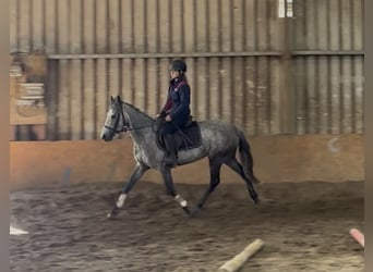 Connemara, Jument, 5 Ans, 145 cm, Gris