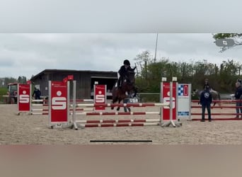 Connemara, Jument, 5 Ans, 146 cm, Bai