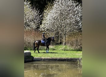 Connemara, Jument, 5 Ans, 146 cm, Bai