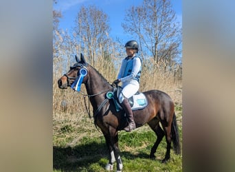 Connemara, Jument, 5 Ans, 146 cm, Bai