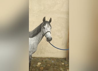 Connemara, Jument, 5 Ans, 146 cm, Gris