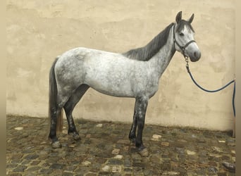 Connemara, Jument, 5 Ans, 146 cm, Gris