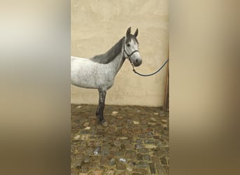 Connemara, Jument, 5 Ans, 146 cm, Gris