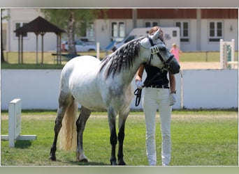 Connemara, Jument, 5 Ans, 146 cm, Gris noir