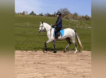 Connemara, Jument, 5 Ans, 146 cm, Gris noir