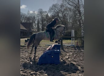 Connemara, Jument, 5 Ans, 146 cm, Gris pommelé